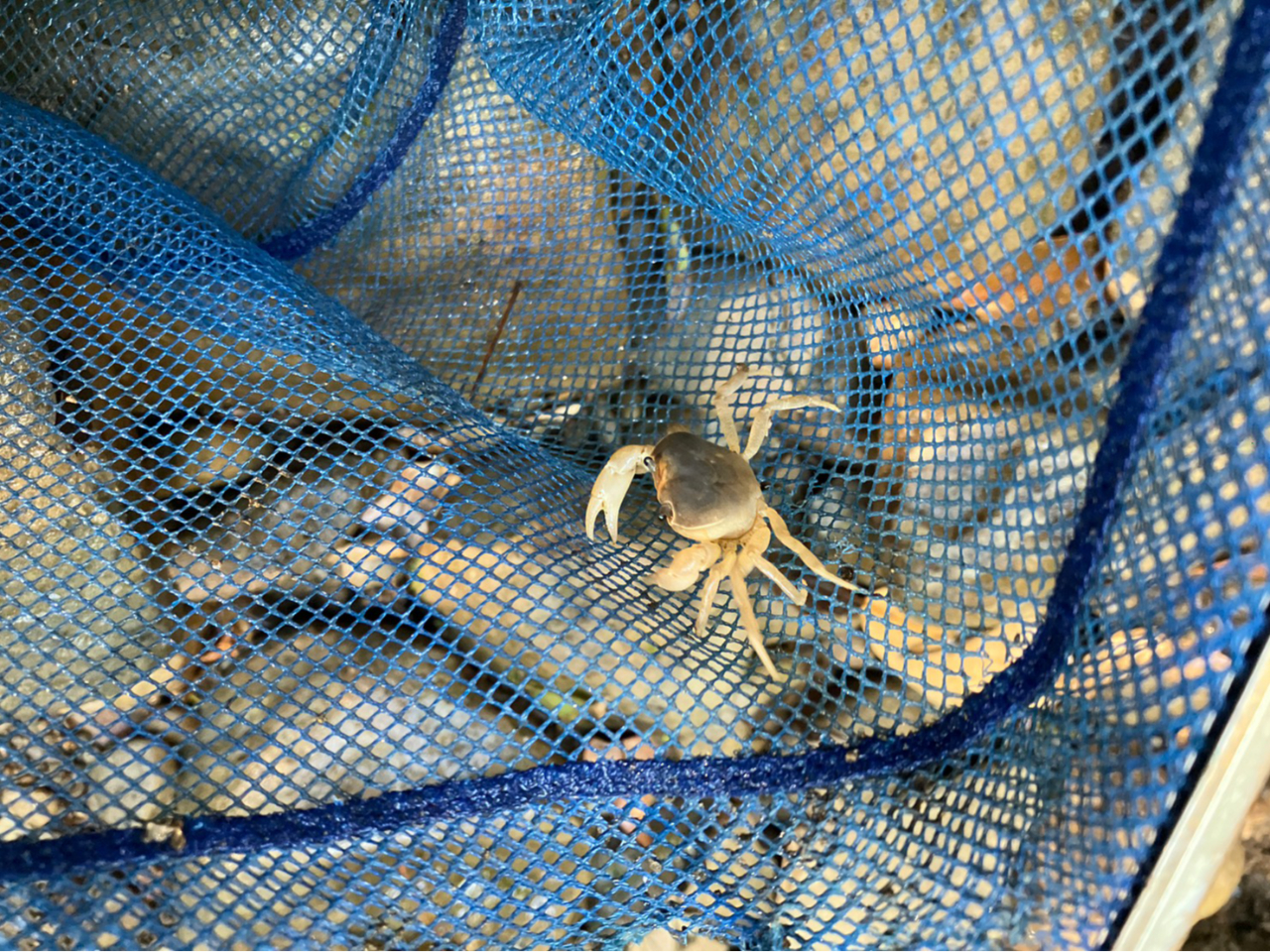 自然のままの川から取れた沢蟹と海老を素揚げで食べた。限りある生き物は大切に食します。