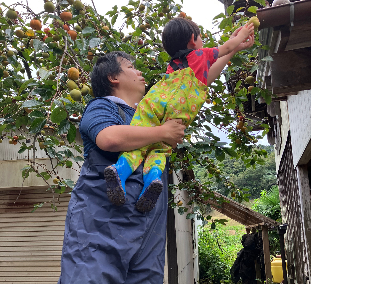 3歳とお父さん、柿取りしました。