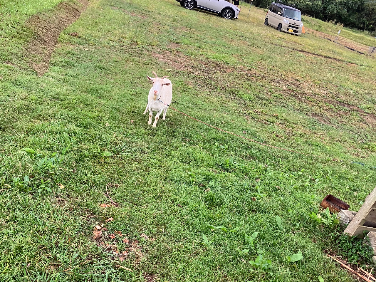 山羊のメイちゃんです。