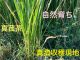真菰がたくさんあります。