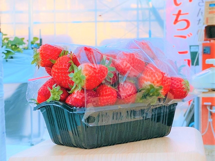 パックいちご収穫入れ放題！こぼれずフィルムがかけられれば山積みOK