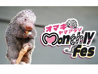 4月24日から5月31日はオマキヤマアラシのイベントを開催中!