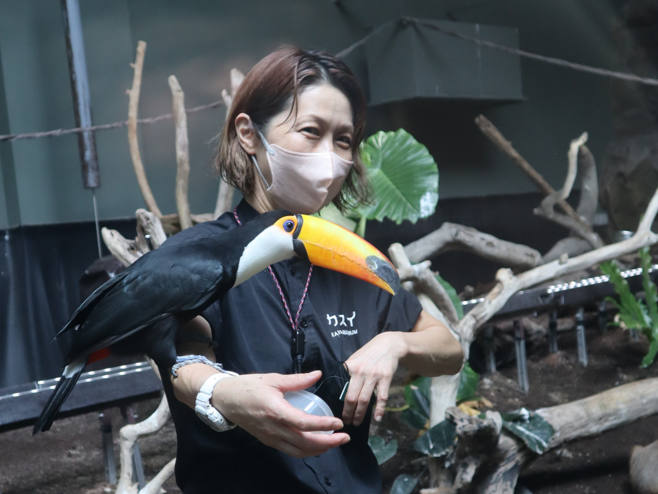 オニオオハシやカピバラなどの「飼育員解説」を毎日開催中!※詳しくはカワスイ公式HPをご覧ください