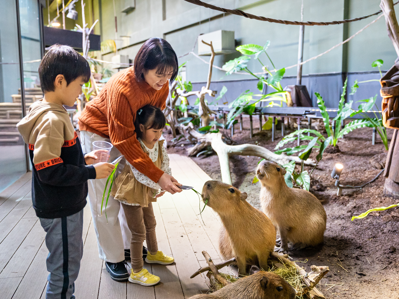 �A�}�]���f�b�L�ł̓J�s�o���̂ӂꂠ����G�T��肪�̌��ł��܂��B