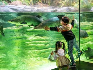 アマゾンゾーンは大きな魚がいっぱい!