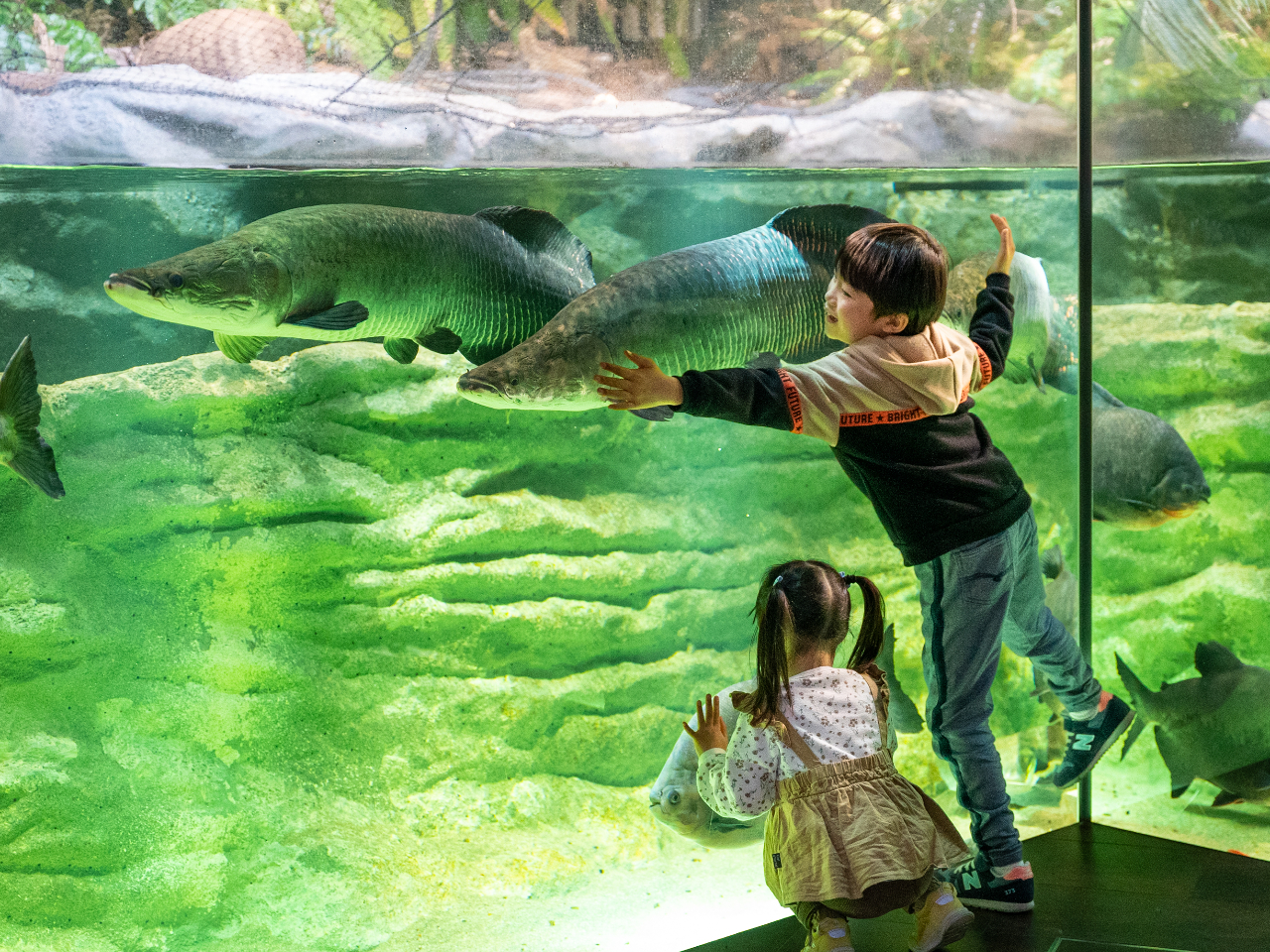 �A�}�]���]�[���͑傫�ȋ��������ς��I