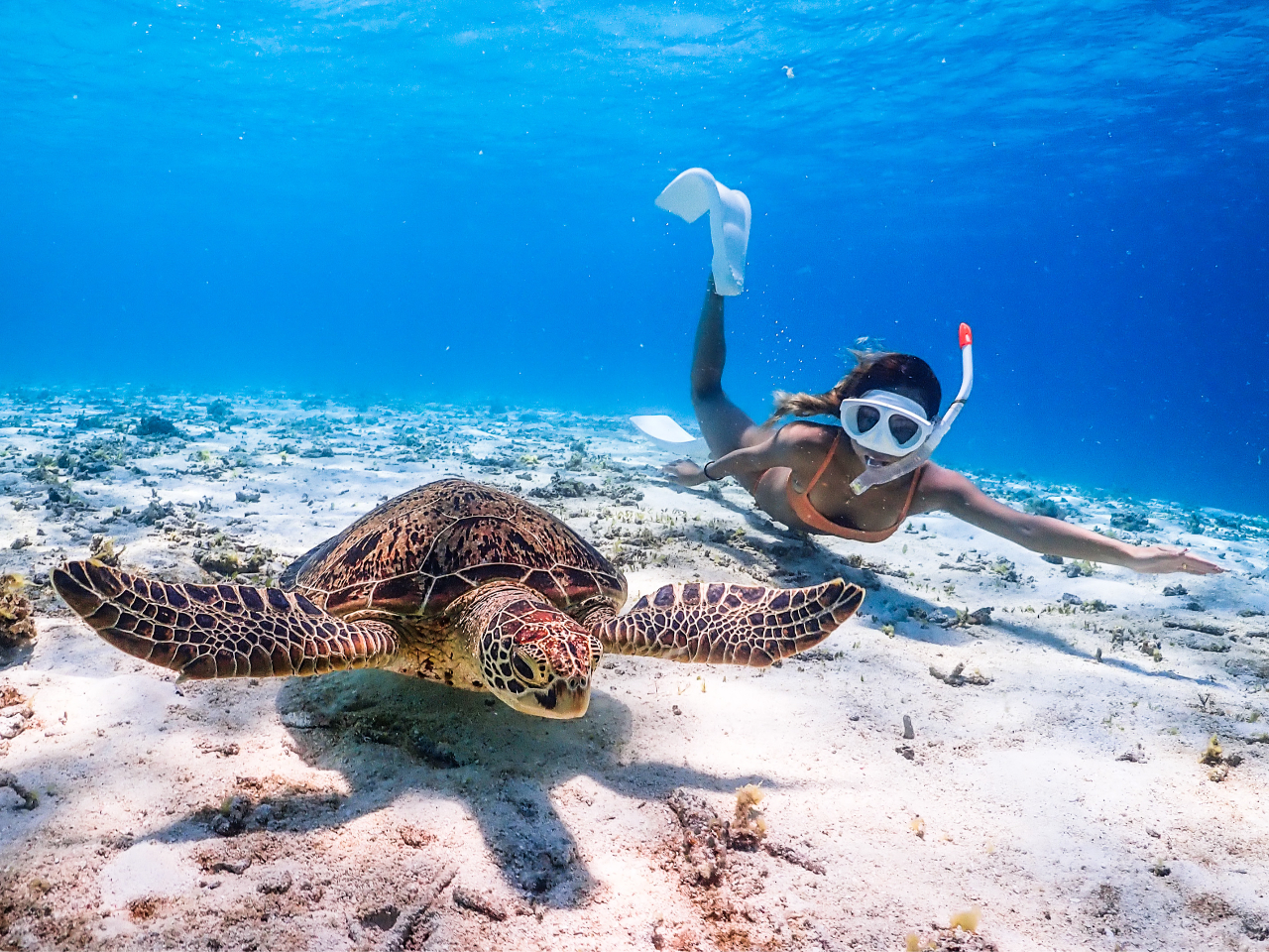 ウミガメと泳ごう!