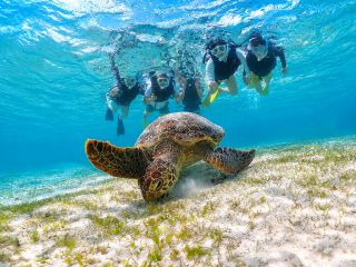 宮古島の海で、ウミガメと泳ぐ特別な体験を