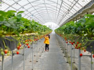 子どもの目線ちょうどの位置にいちごがあるから子どもでも気軽にいちご狩りできます♪