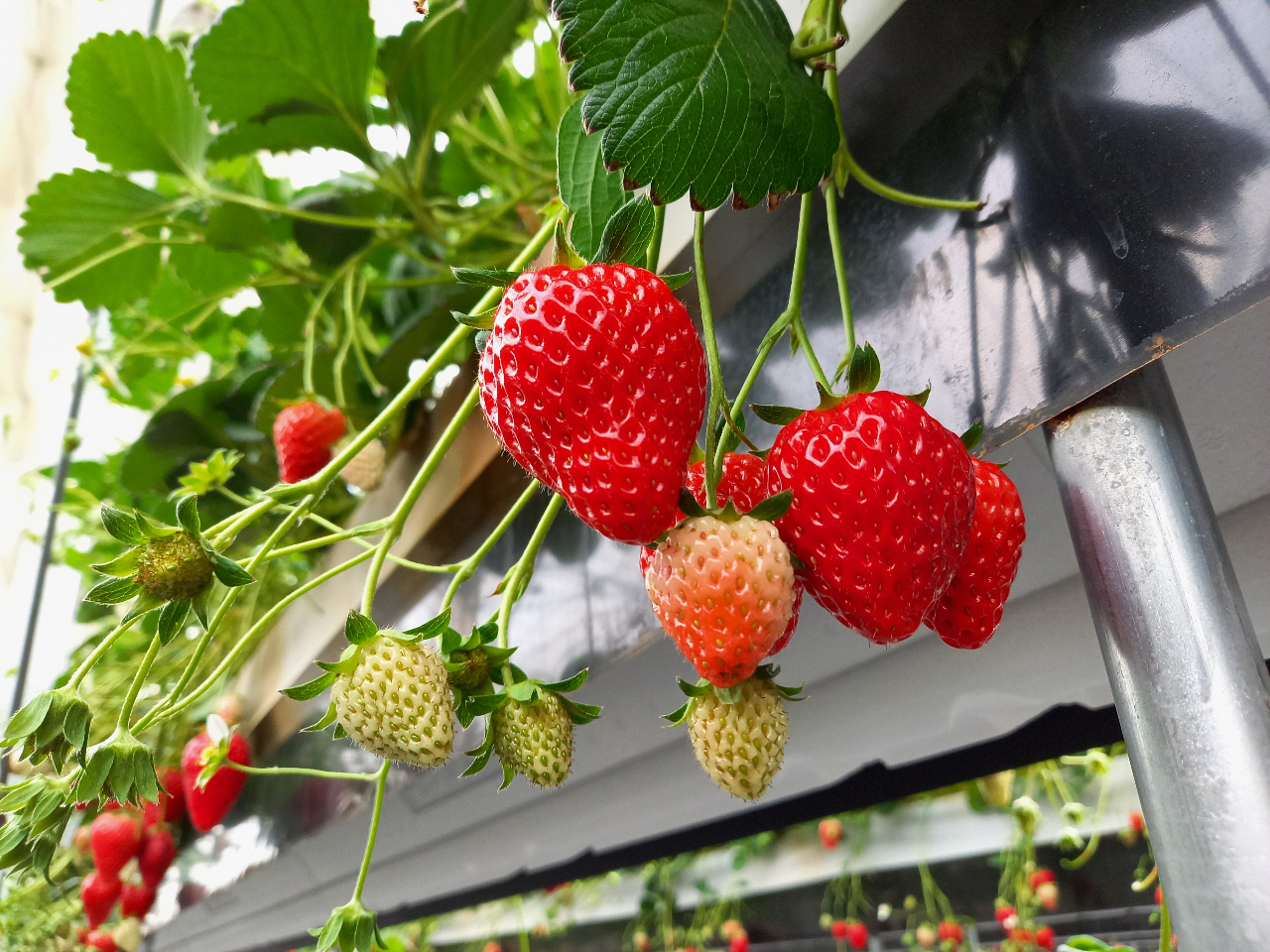 ͕Pgق؂ȂǁAi̐HהׁI`R\[XȂǎQĎ݉\ł