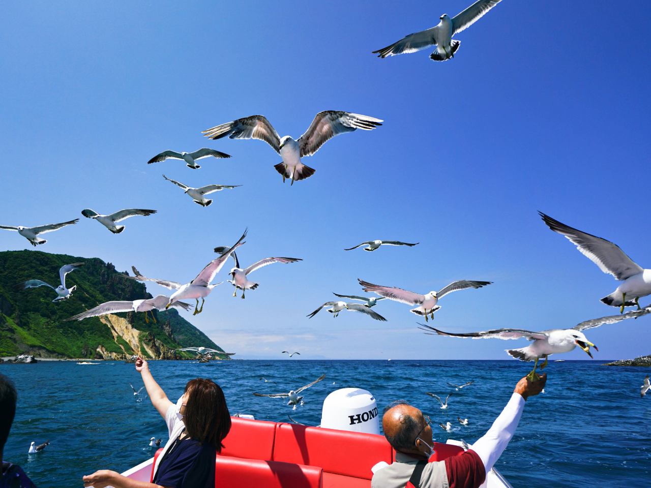 大好評!カモメ餌やり体験 。飛んでいるカモメをこんな間近で見たことがない! 感動するお客様の声を多数いただいております