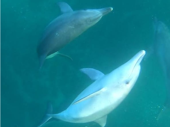 天草 イルカウォッチング 野生のイルカに逢いにおいでよ 間近に出逢えるイルカに大興奮 自然たっぷりの天草でリフレッシュ お友達 ファミリー カップル 地域共通クーポン加盟店 天草市イルカウォッチング総合案内所 じゃらん遊び体験