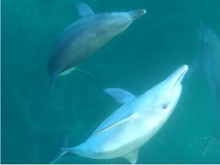 天草 イルカウォッチング 野生のイルカに逢いにおいでよ 間近に出逢えるイルカに大興奮 自然たっぷりの天草でリフレッシュ お友達 ファミリー カップル 地域共通クーポン加盟店 天草市イルカウォッチング総合案内所 じゃらん遊び体験