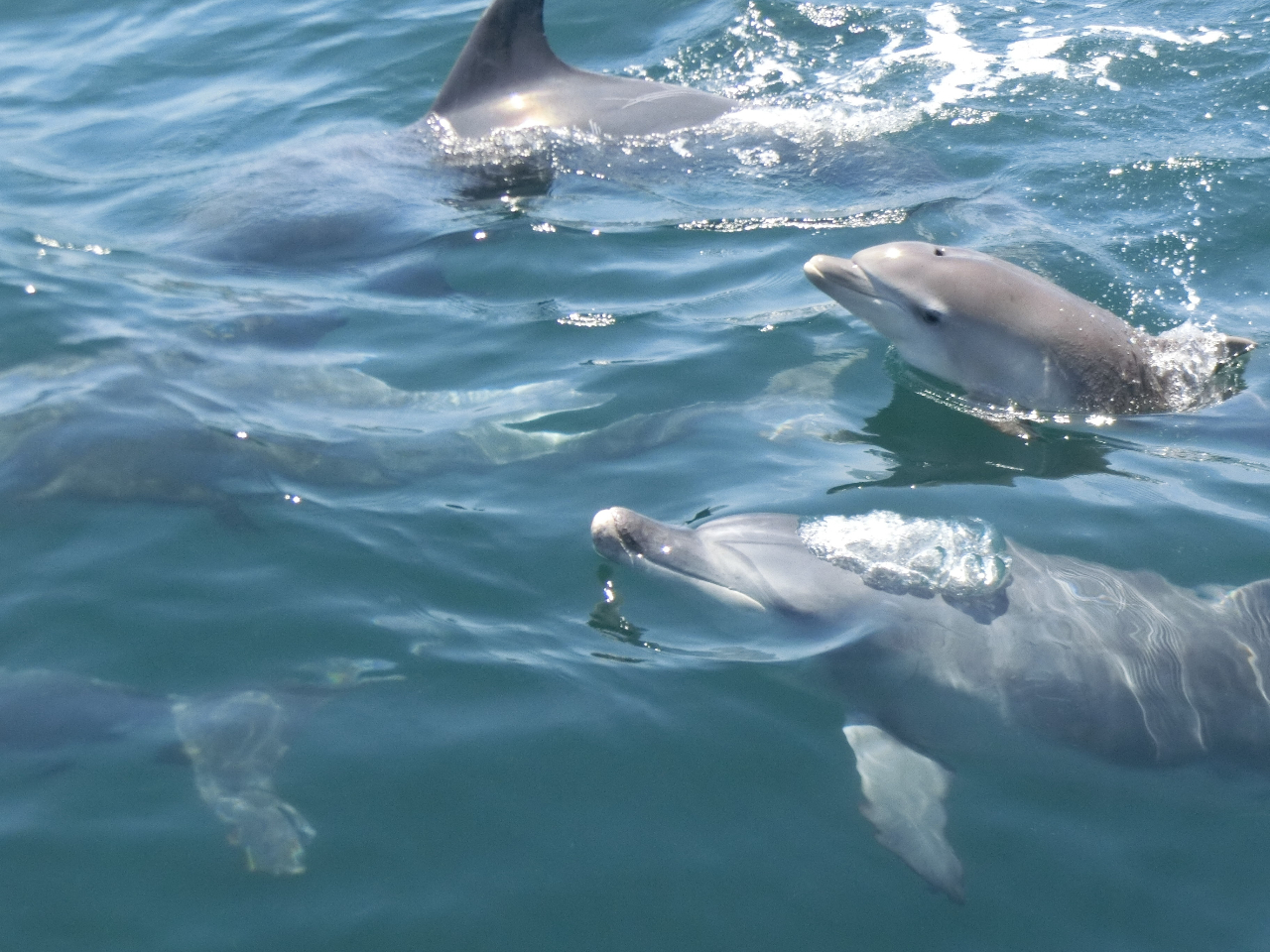 Vɂ쐶̃CJ͐lADƕŉjAɂ̓WvĂꂽƌĂlɖƊĂ܂