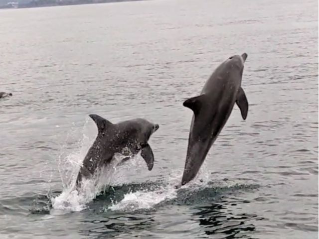 天草にいる野生のイルカは人懐っこく、走る船と並んで泳いだり、時にはジャンプしてくれたりと見ている人に癒しと感動もあたえてくれます☆
