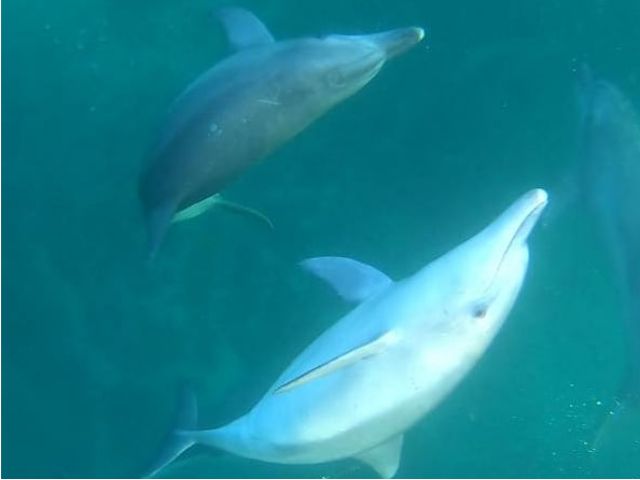 海の中のイルカも綺麗ですよ!!