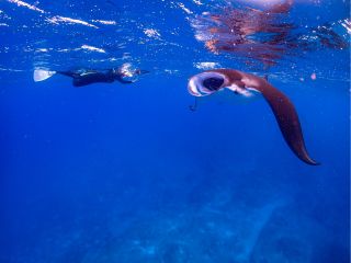 石垣島では11月半ばから4月いっぱいくらいにマンタの捕食シーンや求愛シーンに遭遇する確率が高いですよ!(^^)!