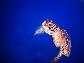 ウミガメに高確率で会えていますよ〜!(自然相手なので会える日、会えない日ございます)