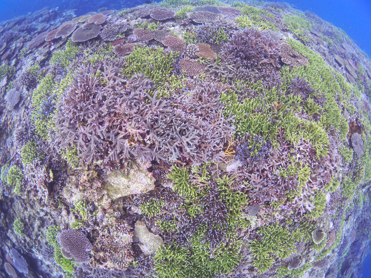 dR̓TSłI\̎ɃNGXg܂iCɂĂ̓NGXgɂłȂ܂j