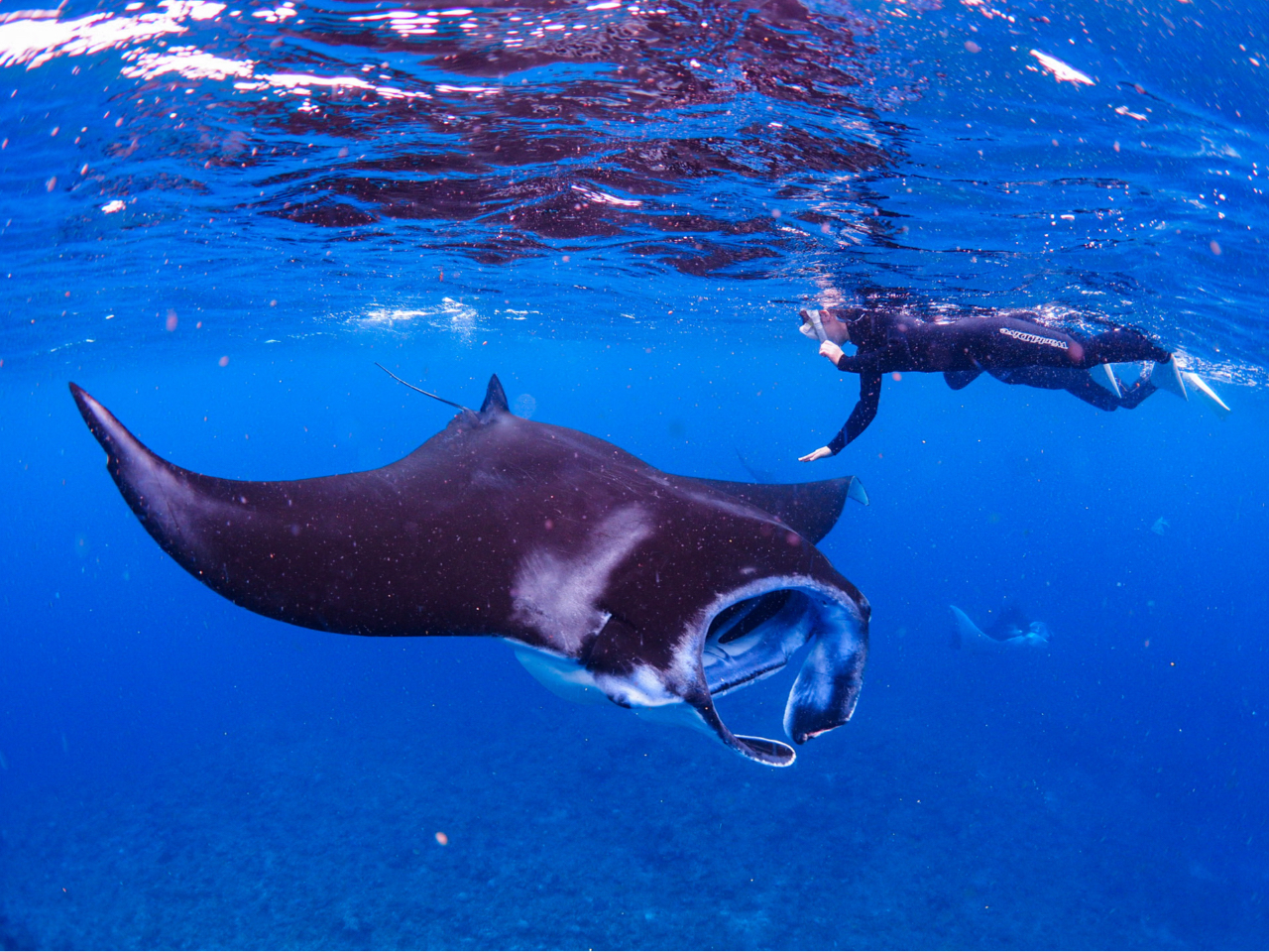 dRł11{炢4O炢܂Ń}^ʂɕߐHɂĂV[ɑ邱Ƃł