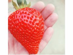 北九州のいちご狩りランキングtop8 じゃらんnet 北九州のいちご狩りランキングtop8 じゃらんnet