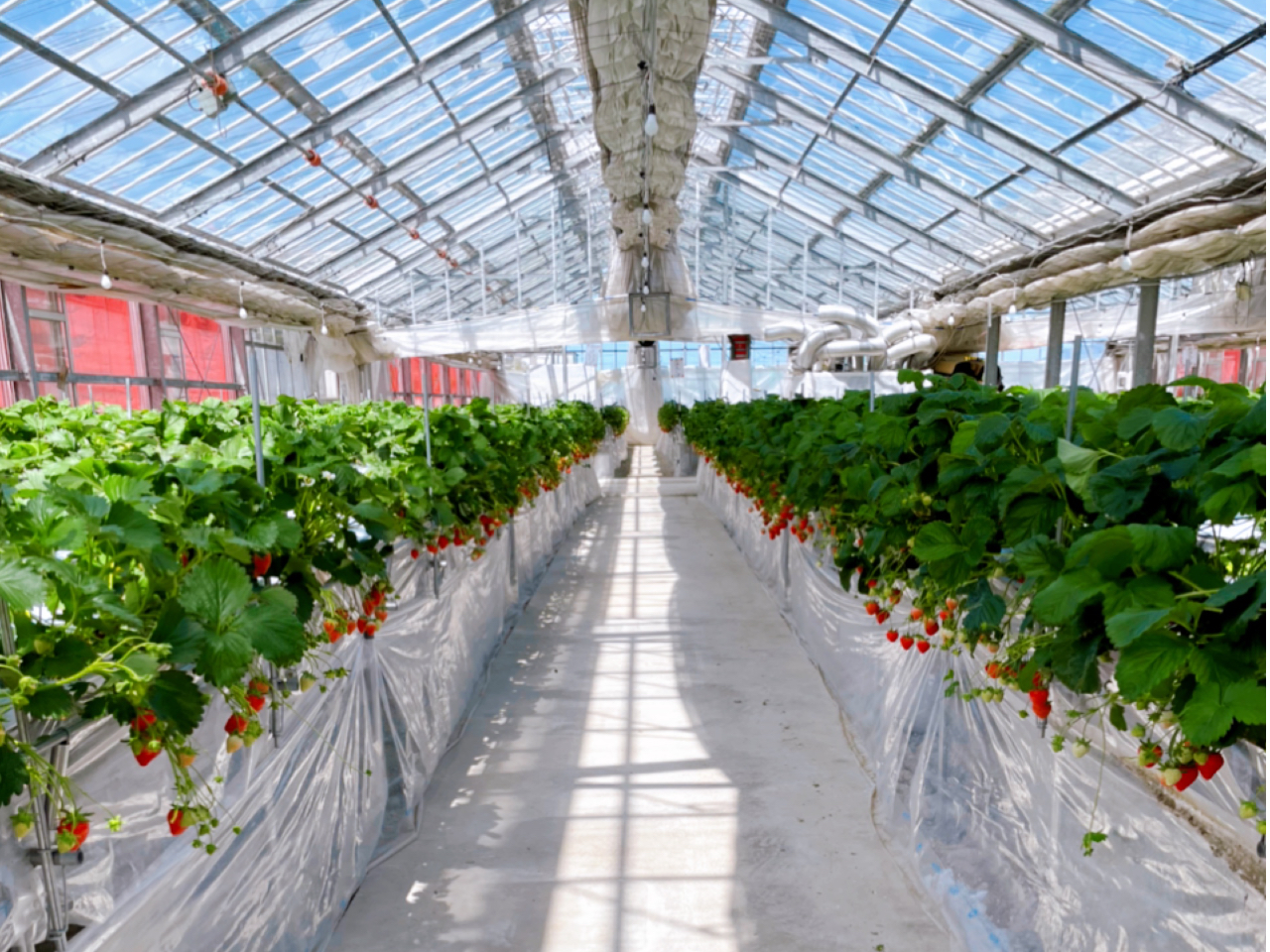 綺麗なハウスで快適にいちご狩り★