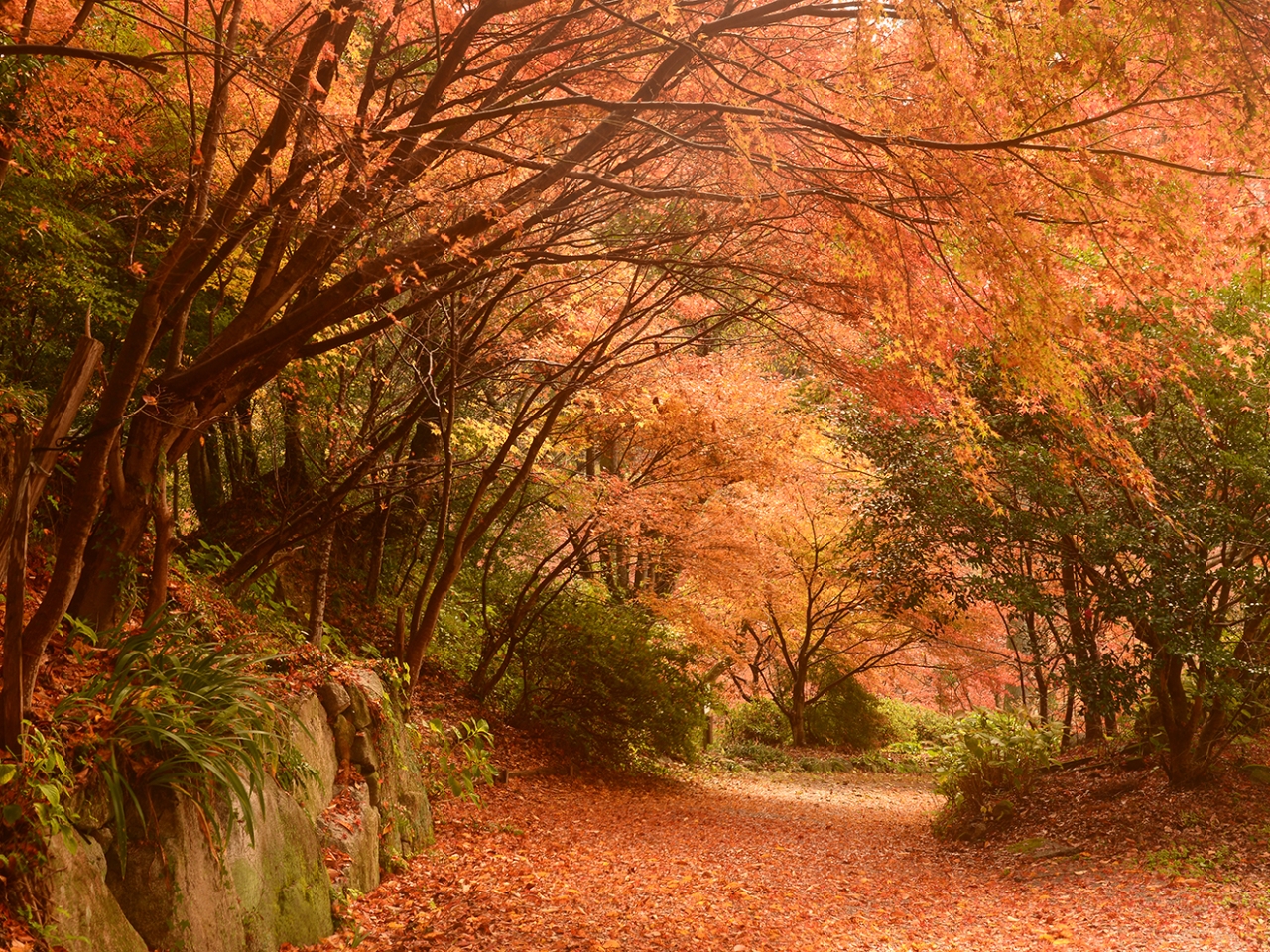 自然のトンネルです。