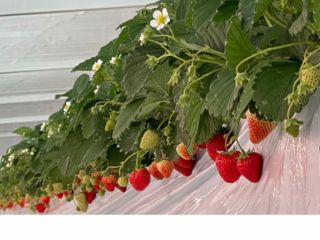 LEDや炭酸ガスで光合成を促進させる、最先端装置を使用して、甘いいちごづくりに挑戦しています。