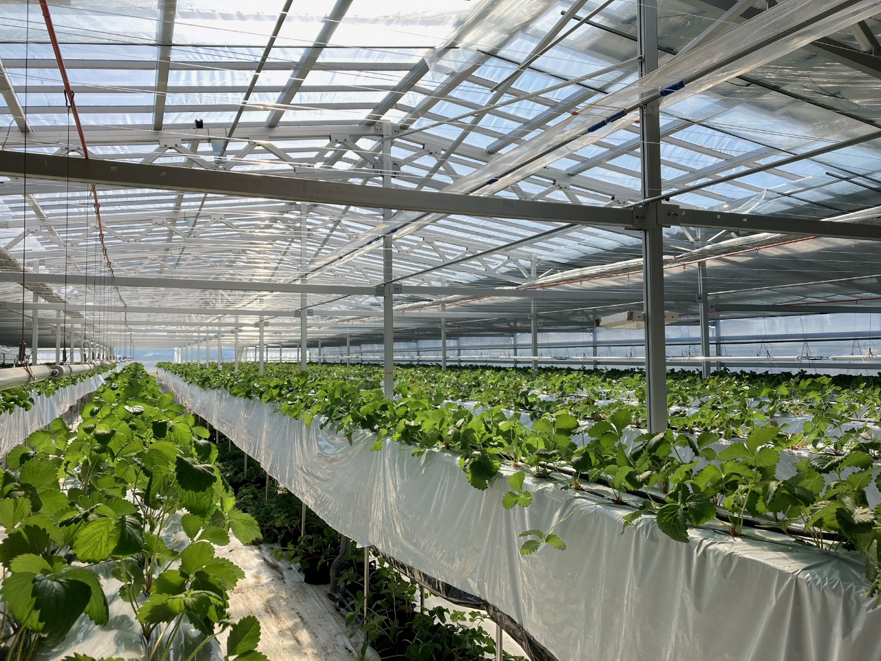 �n�C�e�N�����͔|�ŁA�����������������͔|���Ă��܂���