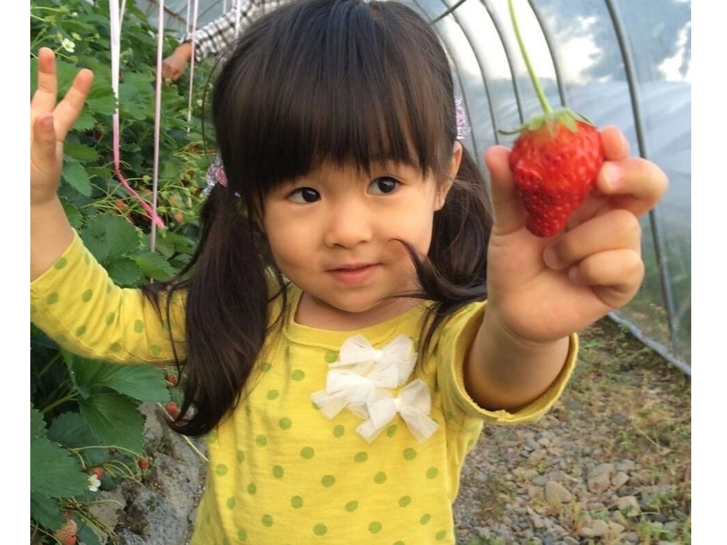 【静岡/清水】【1月~2月】嬉しい時間無制限♪のんびりゆっくり楽しい石垣いちご狩...