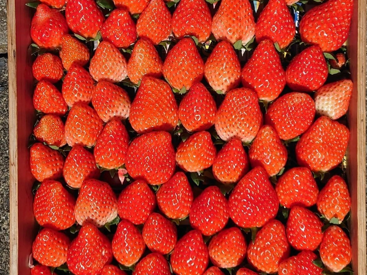 【静岡/清水】【4月6日~閉園】嬉しい時間無制限♪のんびりゆっくり楽しい石垣いち...