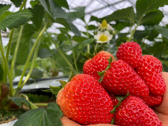 甘さの際立つ「章姫(あきひめ)」を中心に「ふくはる香」と「紅ほっぺ」と「おいCベリー」を栽培しております♪ 食べ比べをお楽しみ下さい!