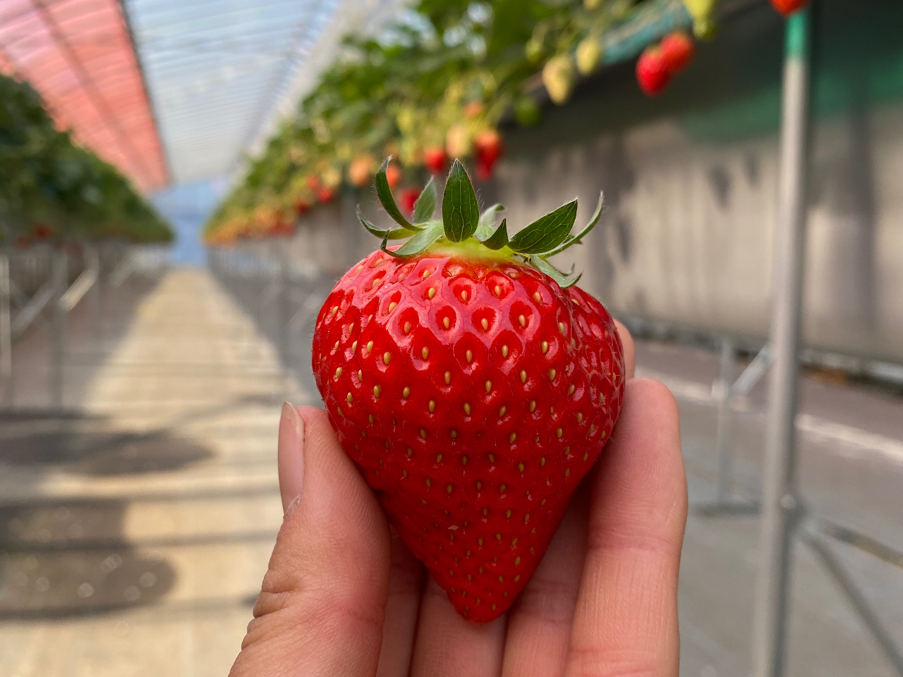 嗱ґɖĵAC`SȂł́BȂɑ傫ȃC`S邩HI