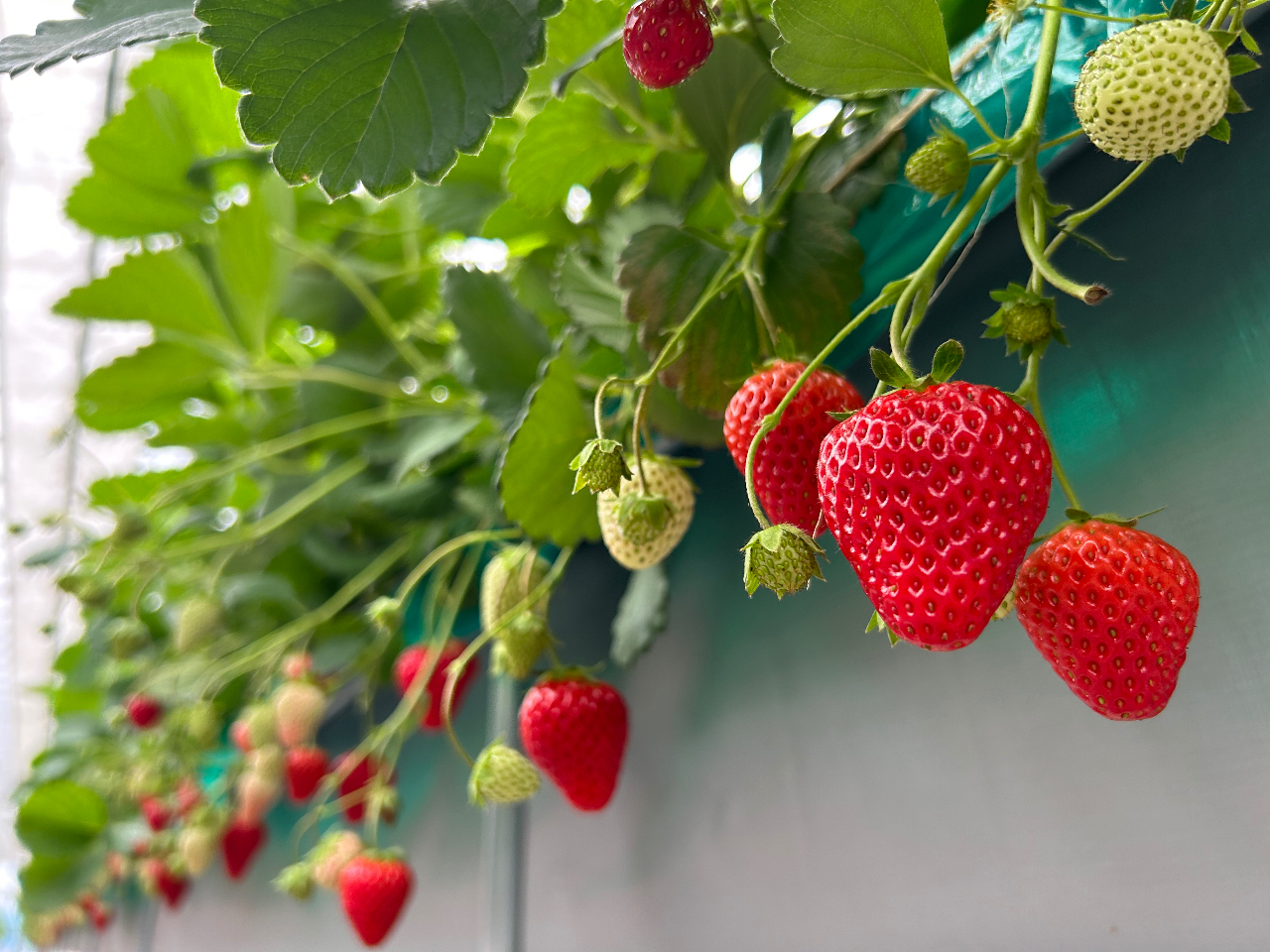 ��ڂ��A�g�ق��؁A�����A�ق������̂S�i�킪����܂��B���ꂼ�ꖡ���Ⴄ�̂ŁA�H�ה�ׂĂ݂܂��傤�B