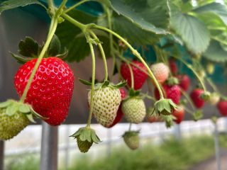 とれたてのイチゴは香り、甘みともに最高です!