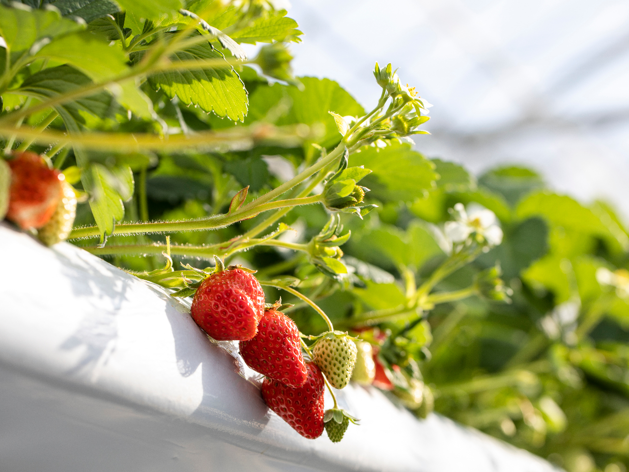【鳴門×いちご狩り】1/2~開催!廃校を利用した観光農園でいちご狩り♪紅ほっぺ6...
