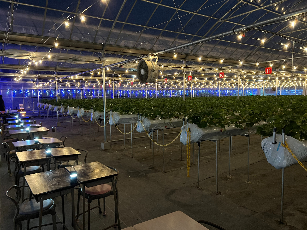 【鳴門×夜のいちご狩り】土曜日限定ナイトプラン♪≪いちごのホットドリンク付き★≫...