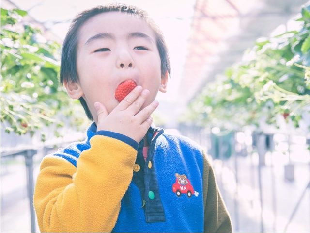 いちご狩り 年末年始営業分 12 24 1 9 広大なハウスで30分間食べ放題 運が良ければ最大5品種食べ比べ コロナ対策実施 体験農園 みとか じゃらん遊び体験 いちご狩り 年末年始営業分 12 24 1 9 広大なハウスで30分間食べ放題 運が良ければ最大5品種食べ比べ コロナ対策実施 体験農園 みとか じゃらん遊び体験