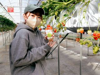 いちご狩り後は、非日常のいちごハウスの中でのパフェづくり体験はいかがですか?