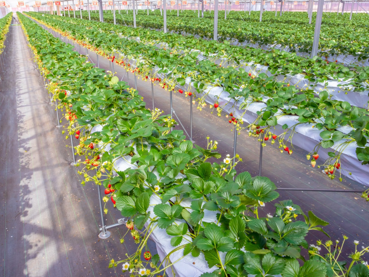 �������n�E�X��36m�~90m�ƍL��ł�