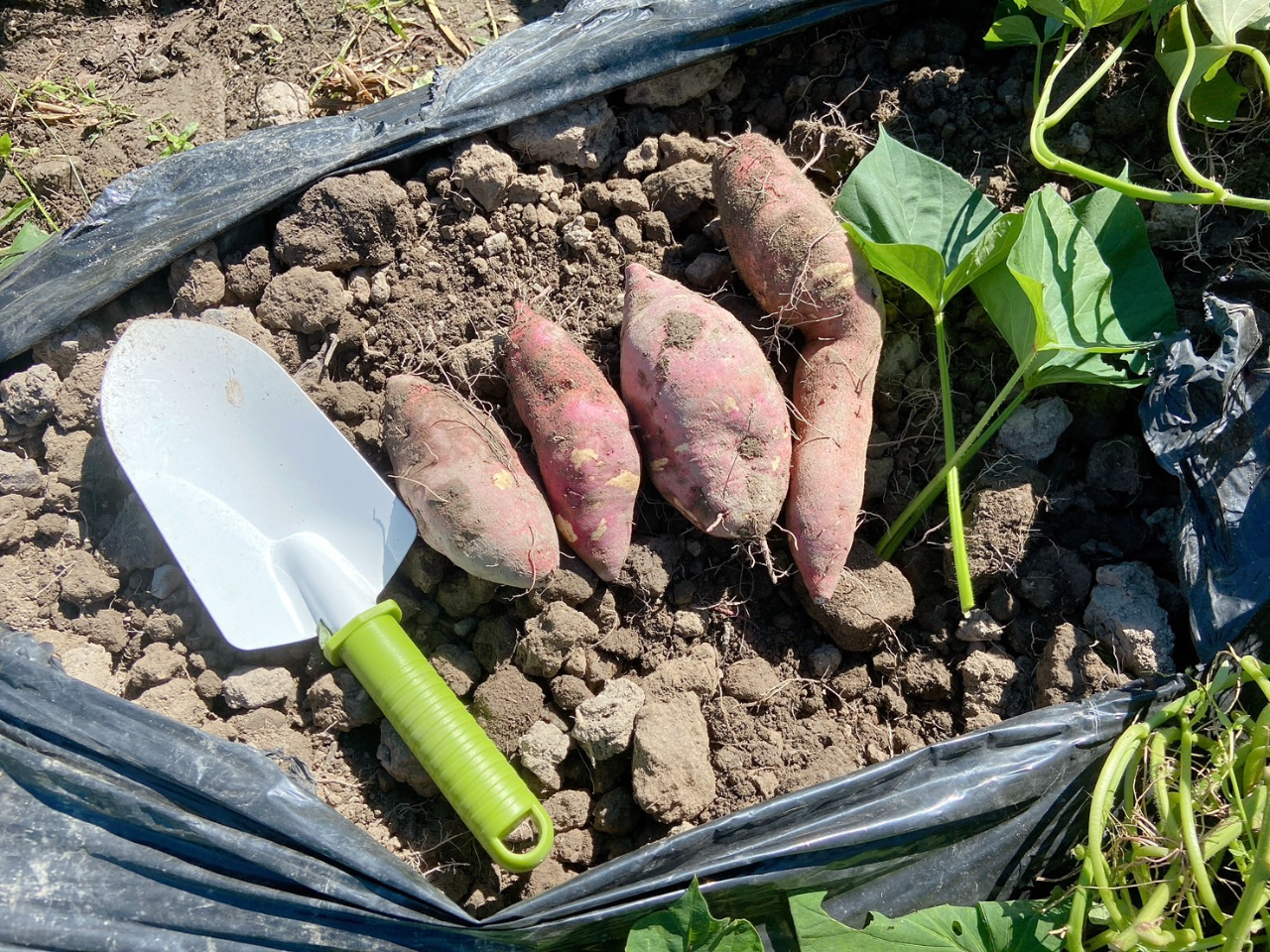 n܂͂ɂA肢܂Ii\݂̓͗́ulvłAugvƓǂݑւ悤ɂ肢܂