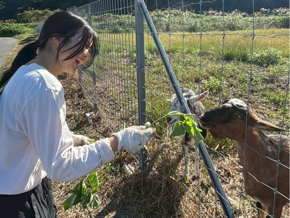 さつまいも畑の近くでは、さつまいもの葉が大好きなヤギさんへのエサやり体験ができます(無料、ヤギさんの体調管理のためにできない日もあります)