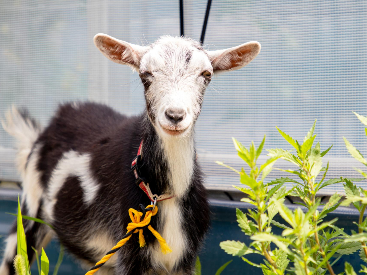 M̗͂tDIMւ̃GŤł܂iA̒Ǘʂ{ĂȂ܂j