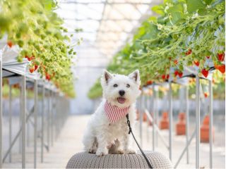 ワンちゃんと一緒にいちご狩り♪家族全員でお楽しみいただけます!!