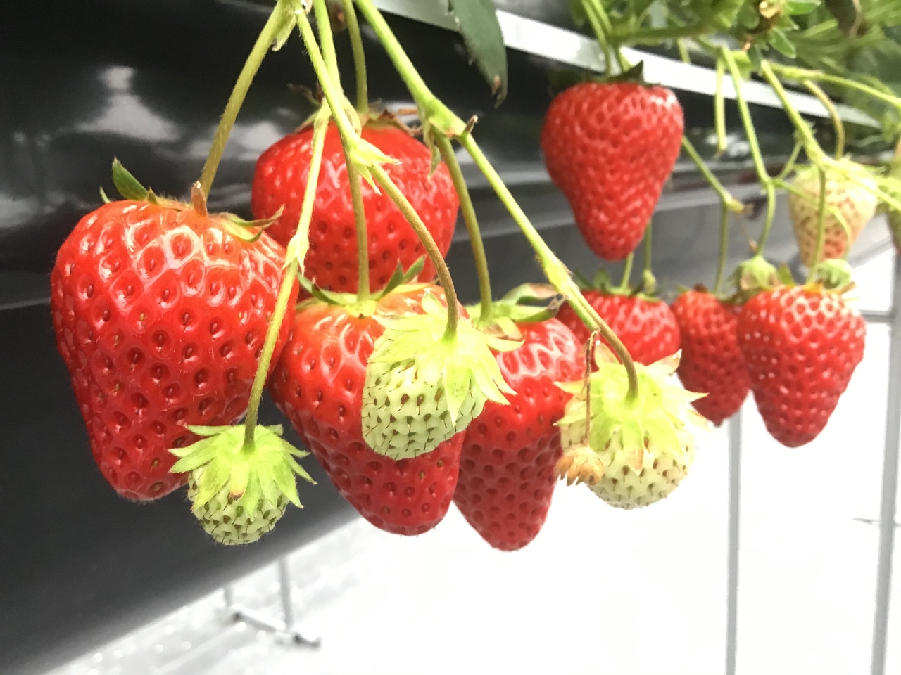 ��Ԃ̍g�ق��؂��͂��߁A�������E�V�g�̂������E��ڂ��E�����E��5�i�����ĂĂ��܂��� 