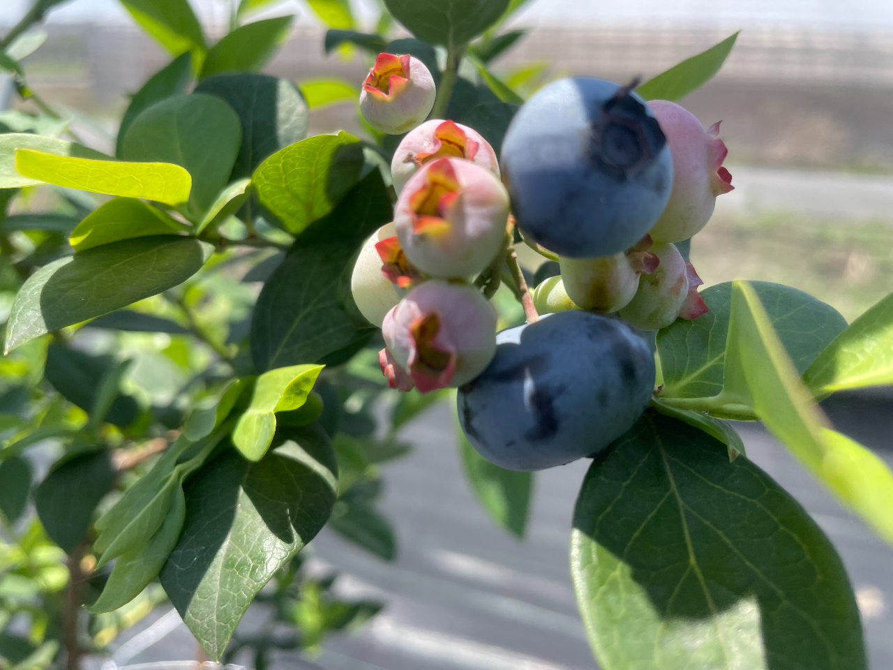 new【ブルーベリー開園限定フェア!】千葉・木更津|ブルーベリーと夏野菜摘み取り...