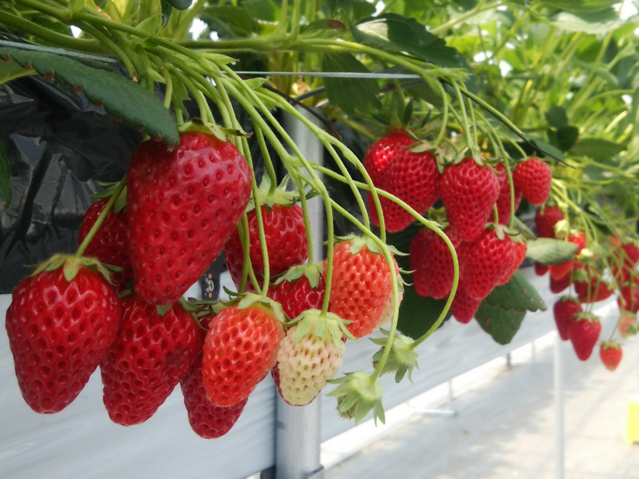 イチゴ様確認用 イチゴ様確認用