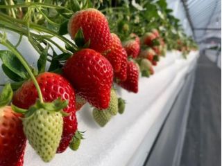 いちごさんとさがほのかが食べ放題♪ 花祭いちごの谷は、天然ハーブや有益菌で害虫や病気を予防し、極限までクスリに頼らない“健康ないちごづくり”をしています。