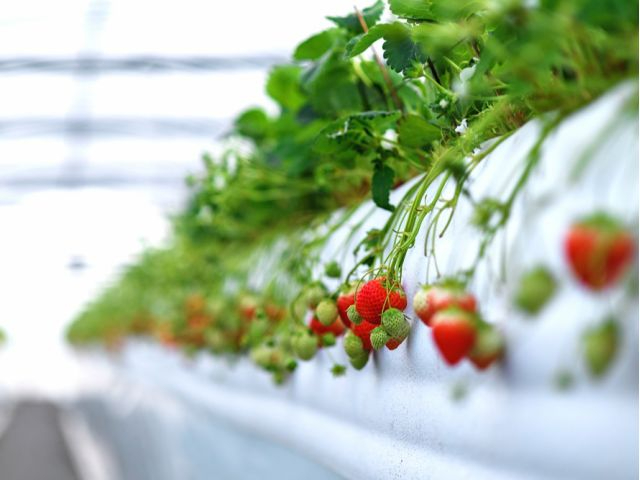 ����������������H�ׂĂ������������A���\��̐l���Ȃǒ������Ă��܂���