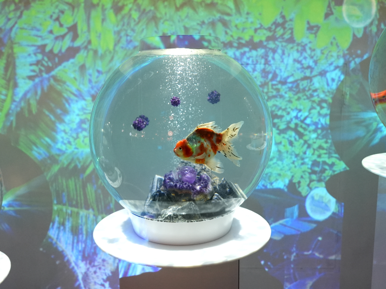 数量限定】【金魚】〜❄︎蓄光inアクアリウム❄︎〜まんまるドーム型